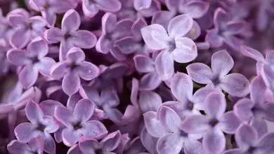 Photo of Flores lilás