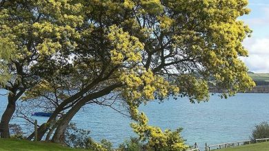 Photo of Flores de mimosa