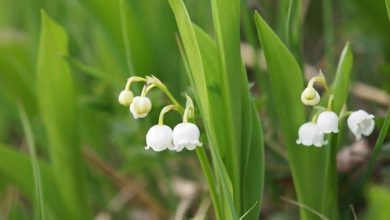 Photo of Flores de lírio do vale