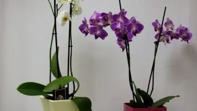 Photo of Flores de orquídea