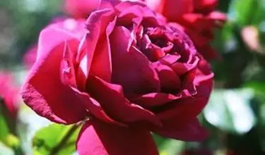 Photo of Flores cor de rosa