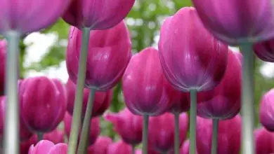 Photo of Flores de tulipa