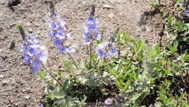 Photo of Flores de veronica