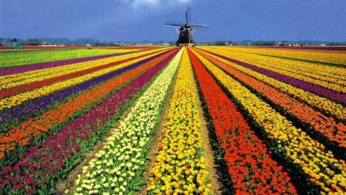 Photo of Tulipas em flor da Holanda