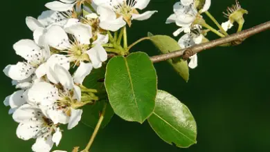 Photo of Como melhorar para dar plantas floração