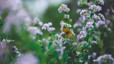 Photo of Quais plantas como atraem abelhas? Atrair como polinizadores