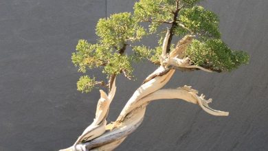 Photo of Foto bonsai