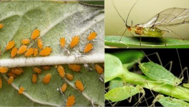 Photo of 11 soluções para combater pulgão no jardim