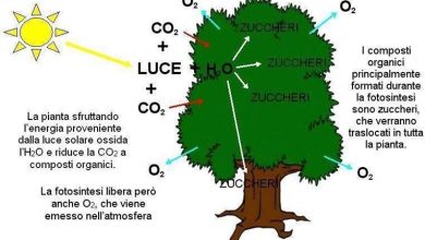 Photo of Fotossíntese de clorofila resumida