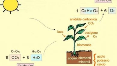 Photo of Fotossíntese e respiração
