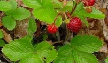 Photo of Morango – Fragaria spp.