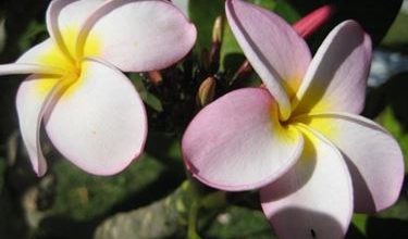 Photo of Frangipane fiore