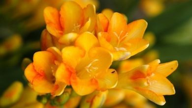 Photo of Freesia