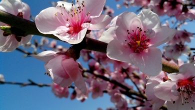 Photo of O jardim na Primavera: atendimento e aconselhamento