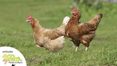 Photo of Que, como Felizes SÃO MAIS galinhas orgânicos?