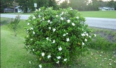 Photo of Jardinagem de Gardênia