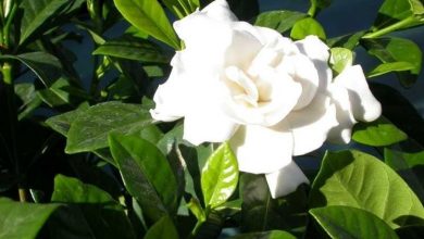 Photo of Gardenia Jasminoides