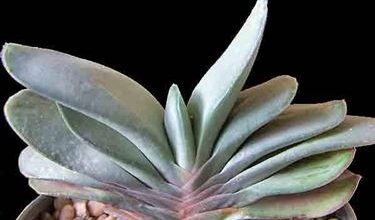 Photo of Gasteria