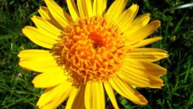 Photo of Gel de arnica