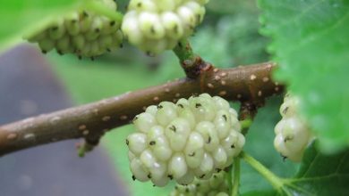 Photo of Propriedade Mulberry