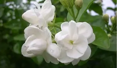 Photo of Jasmim à noite (Solanum jasminoides)