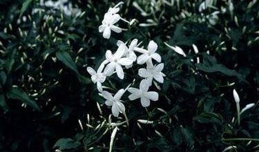 Photo of Jasmim (Jasminum Officinale)