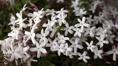 Photo of Jasmim (Jasminum Polyanthum)