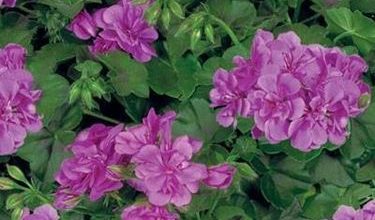 Photo of Ivy geranium