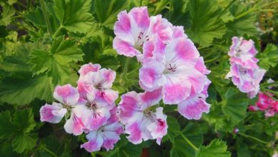 Photo of Geranium macranta