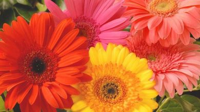 Photo of Gerbera