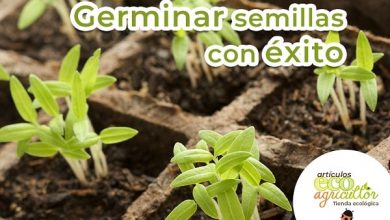 Photo of Como preparar germinada mudas com UO Sementes Sucesso