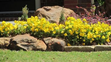 Photo of Canteiros de flores de jardins