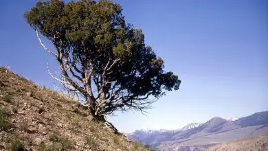 Photo of Junípero bonsai