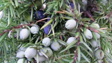 Photo of Juniper – Juniperus communis