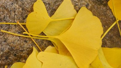 Photo of Planta de ginkgo biloba