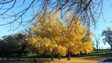 Photo of Ginkgo