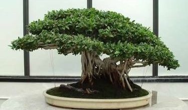 Photo of Ginseng ficus bonsai