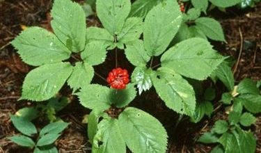 Photo of Ginseng