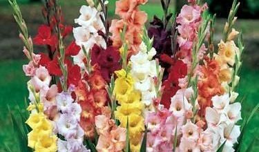 Photo of Gladioli