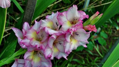 Photo of Gladioli