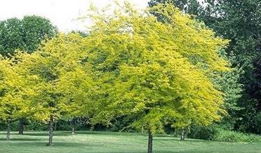 Photo of Gleditsia