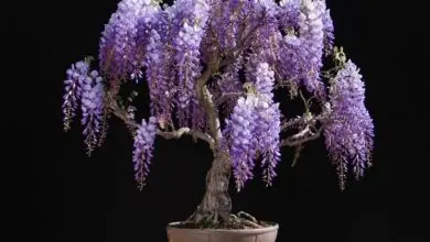 Photo of Glicine bonsai