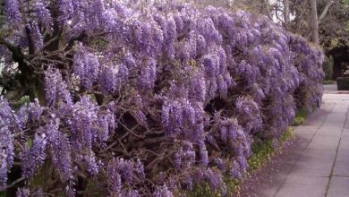 Photo of Glicine (wisteria floribunda)