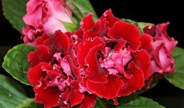 Photo of Gloxinia