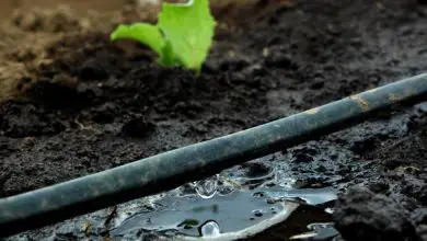 Photo of A irrigação por gotejamento: O que é e como funciona. Tipos de irrigação por gotejamento e Benefícios