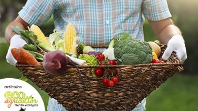 Photo of frutas Obtenha e Vegetais para atrasar amadurecimento e Seu últimos Mais com estes Dicas