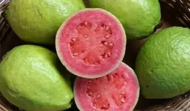 Photo of Guava – Psidium guajava