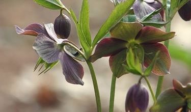 Photo of Helleborus