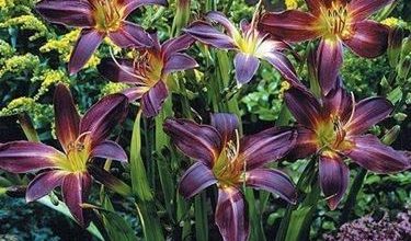 Photo of Hemerocallis