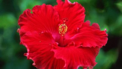 Photo of Hibiscus coccineus